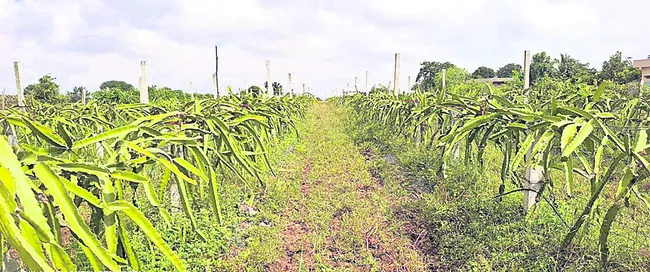 ట్రాన