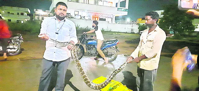 జనావాసాల్లో కొండచిలువ సంచారం