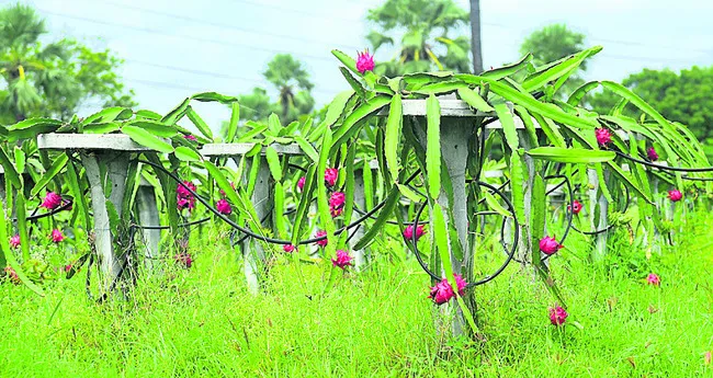 ఆదివా