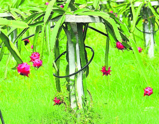 ఉద్యో