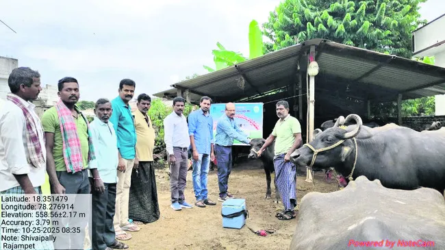 పాడి సంపదను పెంచుకోవాలి