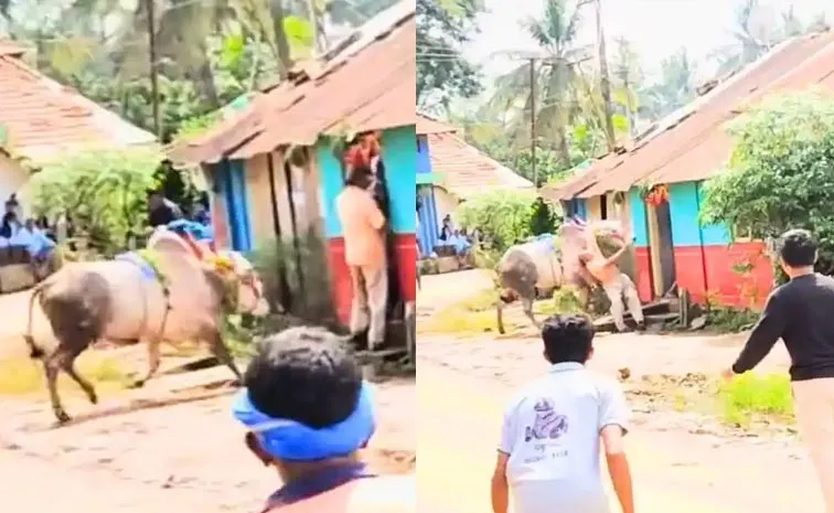 Karnataka Ex MLA Mahalingappa Bull Race Festival