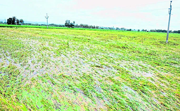 Severe negligence in grain purchasing centers