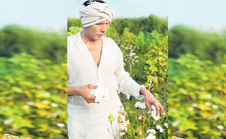 Cotton sales are difficult this time in Telangana