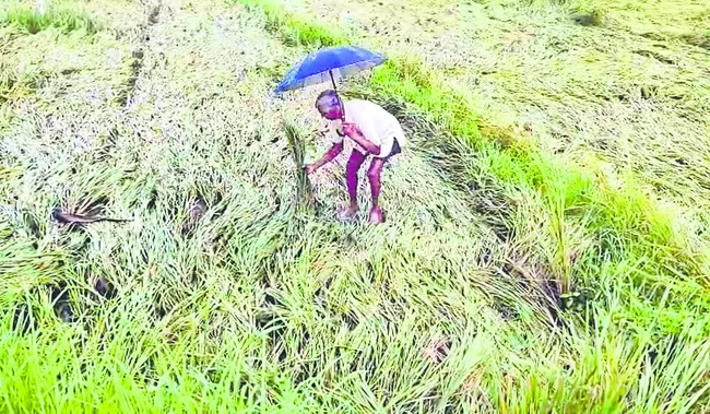 వామ్మ