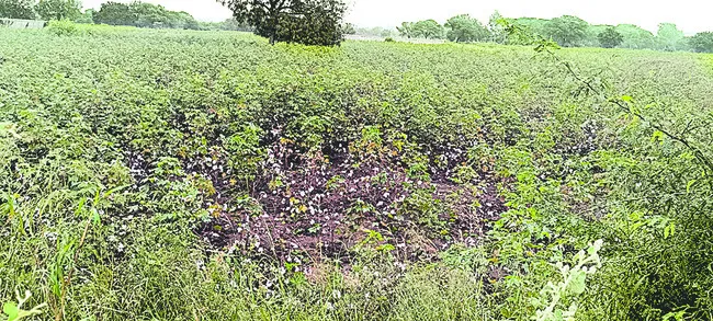 పత్తి