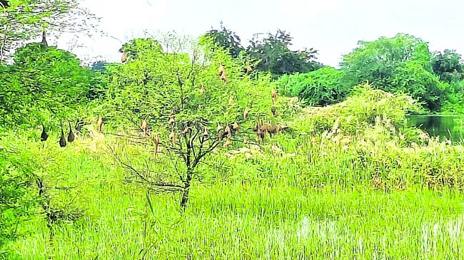 కోత వ
