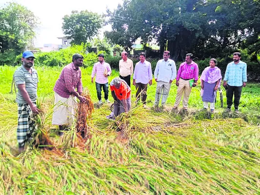 దెబ్బతిన్న వరిపంట పరిశీలన