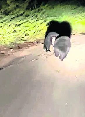 బాబోయ్..ఎలుగుబంట్లు