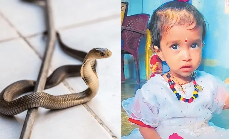 Child dies from snakebite