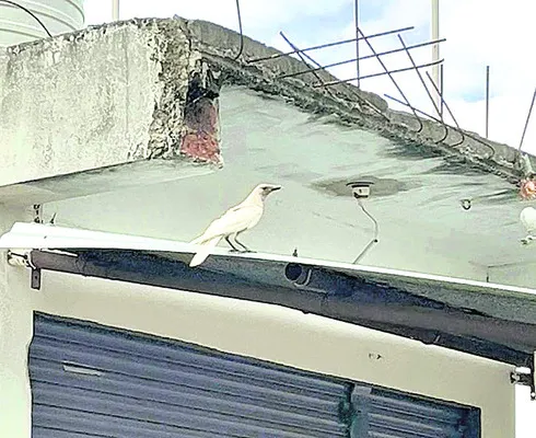 తాండూర్లో తెల్లకాకి దర్శనం