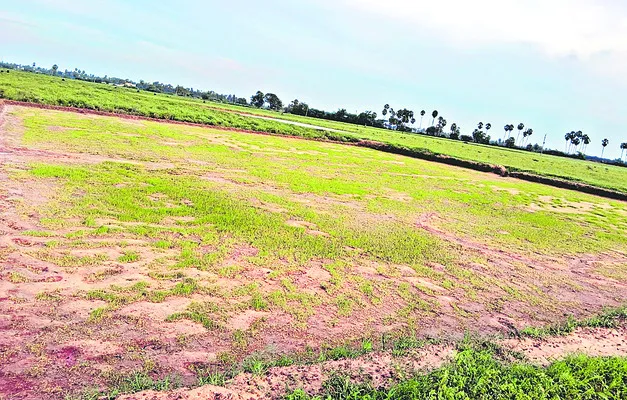 వర్షాలకు దెబ్బతిన్న వరి నారు