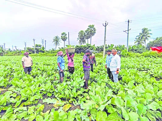 ఉద్యాన పంటల రక్షణకు చర్యలు తీసుకోండి