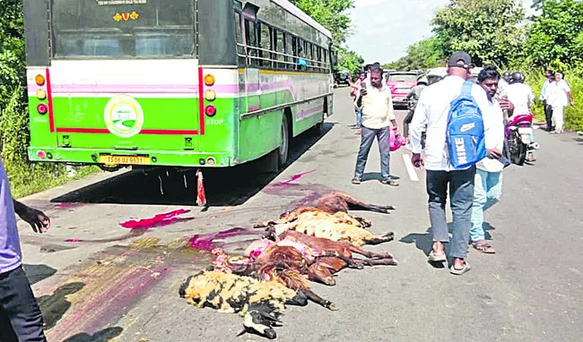 గొర్రెలపైకి దూసుకెళ్లిన బస్సు