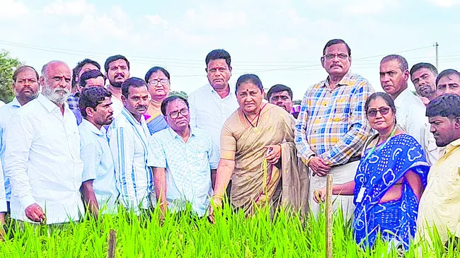 నాణ్యమైన విత్తనాలతో అధిక దిగుబడి