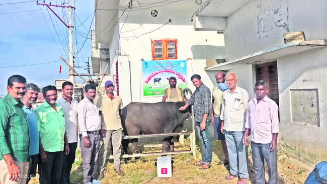 ‘గాలికుంటు’ టీకాలు వేయించాలి