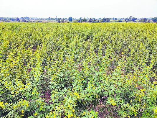 కందిపైనే ఆశలు..!