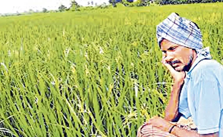 కౌలు రైతులకు గడ్డుకాలం