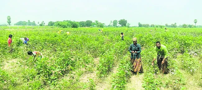 పత్తికి ఆంధ్రా కూలీలు