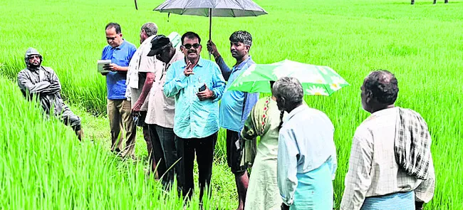 వరి పొలాల్లో నీటిని తొలగించాలి