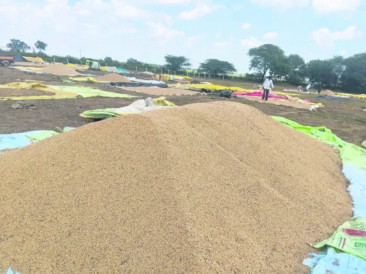 సోయా కొనుగోళ్లకు గ్రీన్ సిగ్నల్