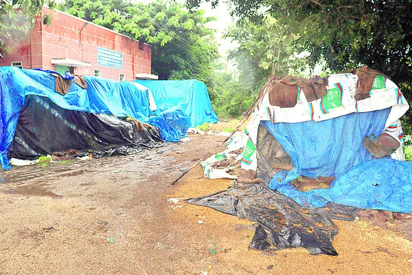 డీబీసీ కేంద్రంలో మొలకెత్తిన వరి 