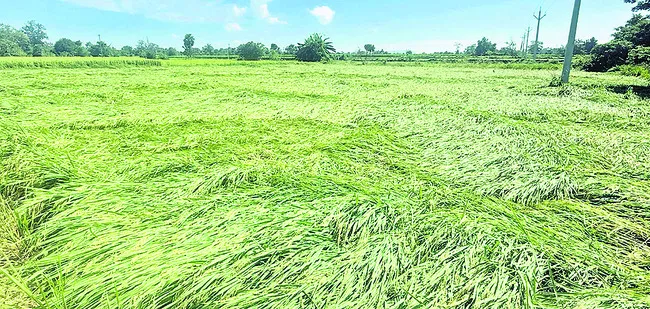 వణికిస్తున్న మోంథా