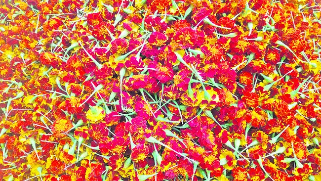 బంతి రైతు ఉసూరు