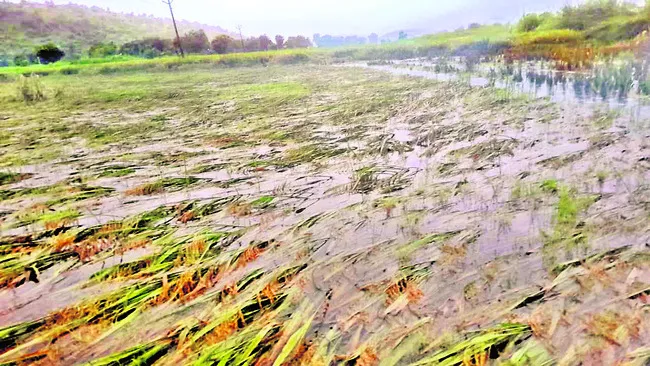 ● పంట నీట మునిగింది..