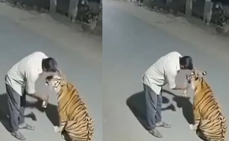 పాపం.. పిల్లి అనుకుని పాంపర్ చేశాడు, వైరల్ వీడియో