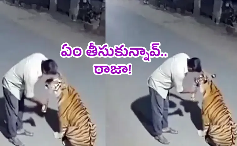 పాపం.. పిల్లి అనుకుని పాంపర్ చేశాడు, వైరల్ వీడియో