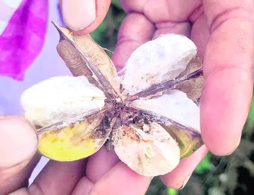 ‘గులాబీ’ గుబులు