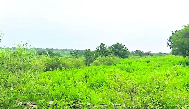 ఆ రిజిస్ట్రేషన్లు రద్దు