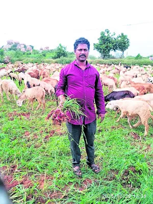 ● ఉల్లి పంట జీవాల పాలు