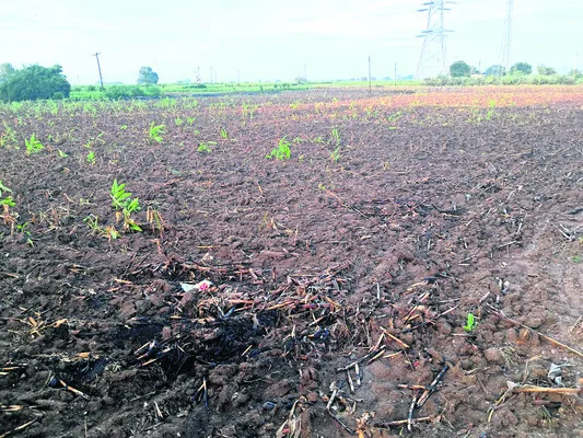 సాగుకు వర్షం ఆటంకం