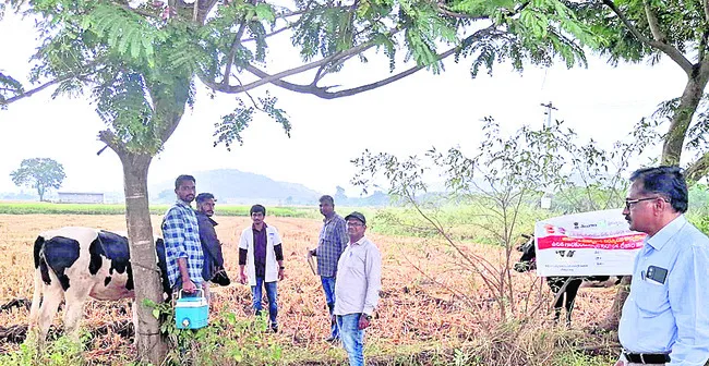 పాడిపశువులకు టీకాలు వేయించాలి