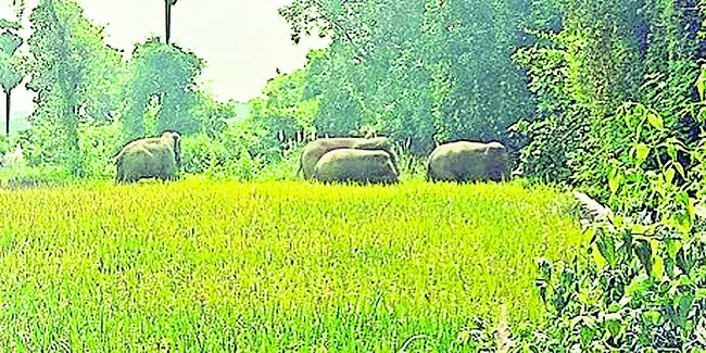 గవరమ్మపేట పంట పొలాల్లో ఏనుగుల గుంపు