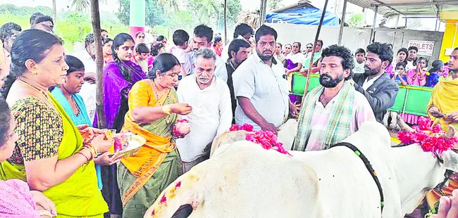 భక్తిశ్రద్ధలతో గో తులాభారం