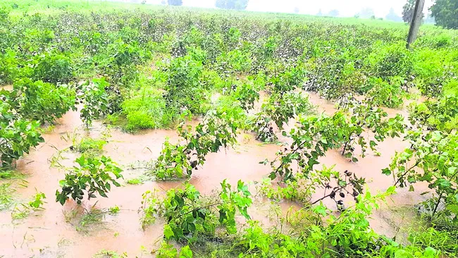 చేలలో కన్నీళ్లు