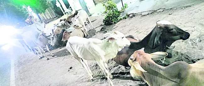 రోడ్లపై పశువులు.. ఇబ్బందుల్లో ప్రజలు 