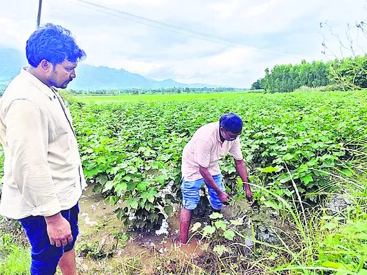 పంటలు కాపాడుకోండిలా..
