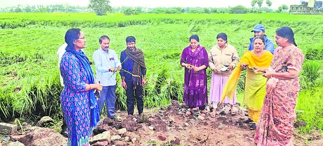 కృష్ణా జిల్లా వ్యవసాయ శాఖ  అధికారుల పర్యటన