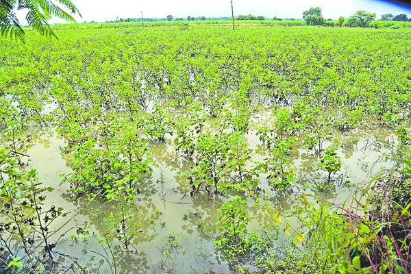 రోజంతా కురిసిన చిరు జల్లులు