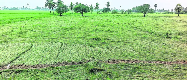 వరిని ముంచేసిన మోంథా 