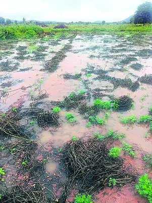 మోంథా.. నష్టాలు నిండా