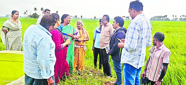 వరి పొలాలను పరిశీలించిన శాస్త్రవేత్తలు