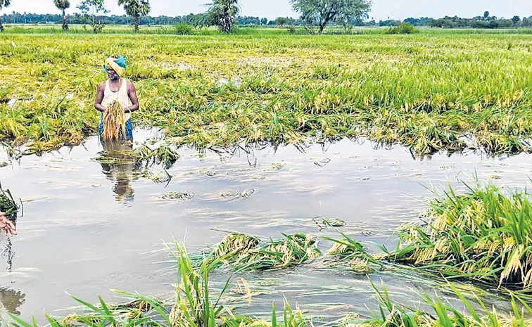 పంటలపై 'మోంథా' తాండవం!