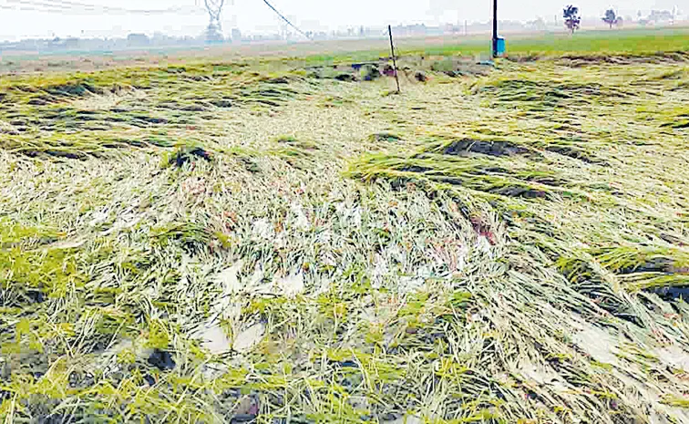 ముంచేసిన మోంథా