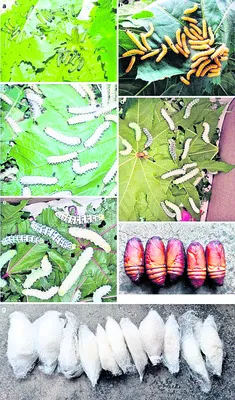 మల్బరీతో కాదు ఆముదంతో...