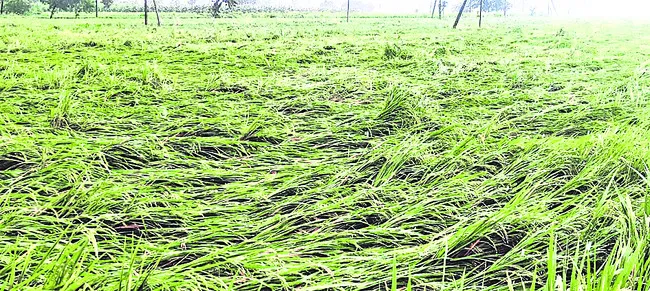 పంటల సంరక్షణలో జాగ్రత్తలు అవసరం